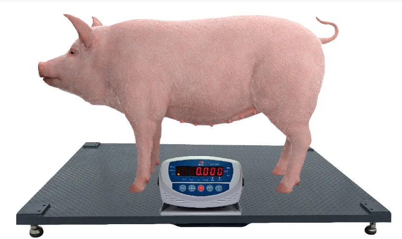 выбор весов для пищевой промышленности